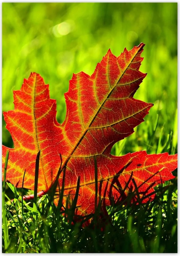 Poszterek 70x100 Őszi levél a fűben