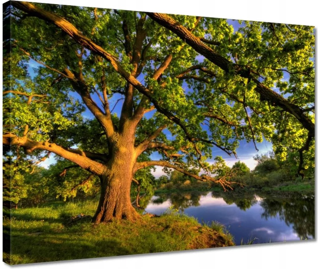 Vászonkép 40x30 Tölgy a croissant-ban Nyugat