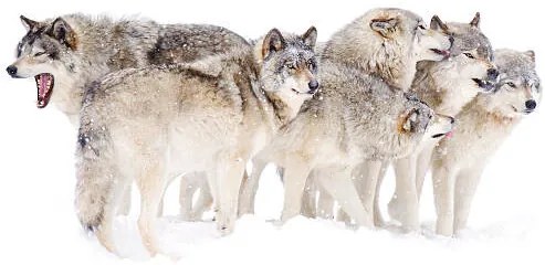 Fotográfia Timber wolf family, Jim Cumming