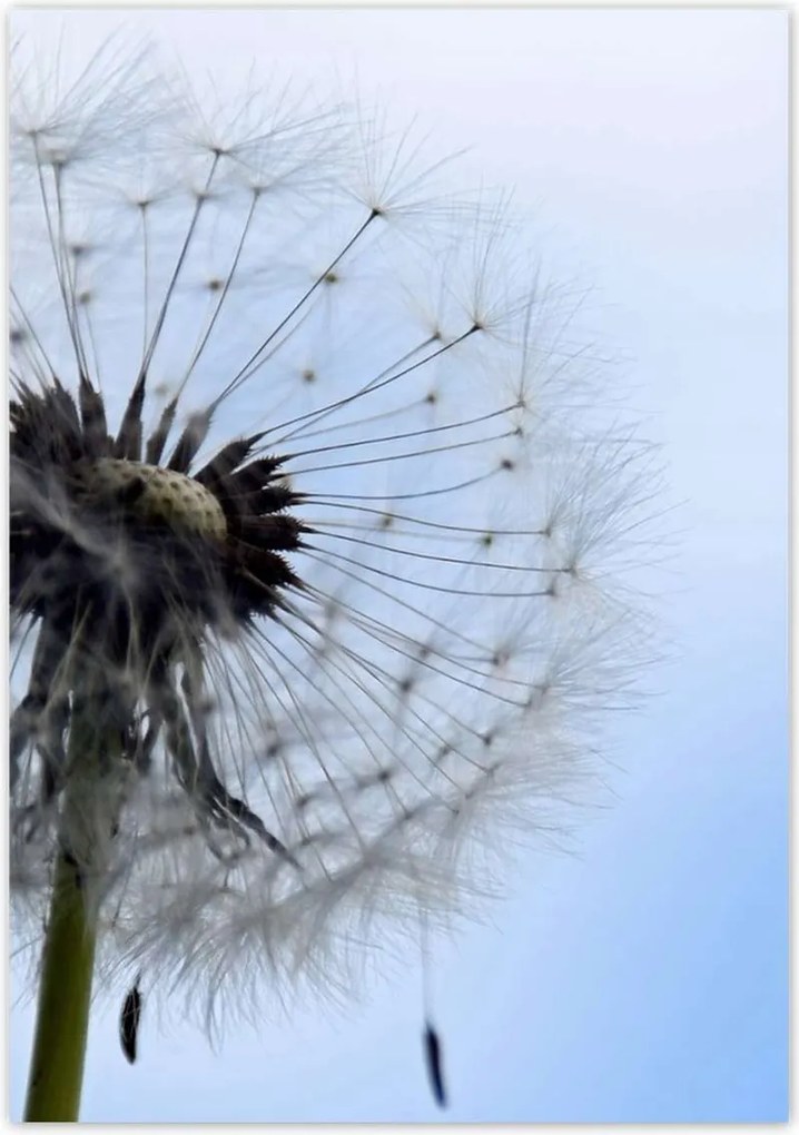 Poszterek 70x100 Hétköznapi pitypang