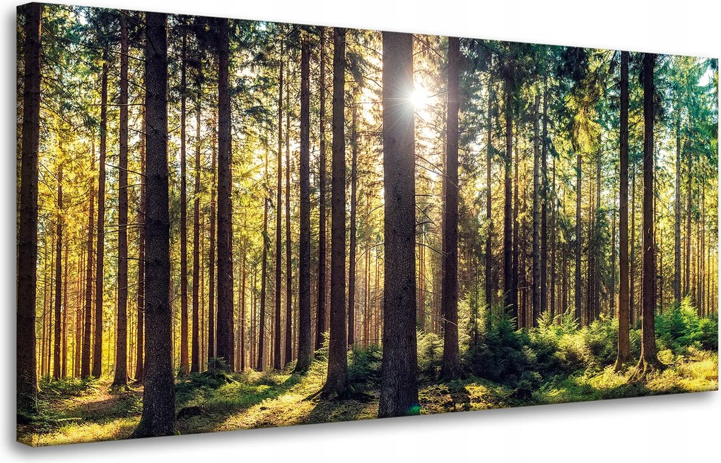 Vászonkép Erdő Nap Fák Tavasz Reggel 80x40 cm