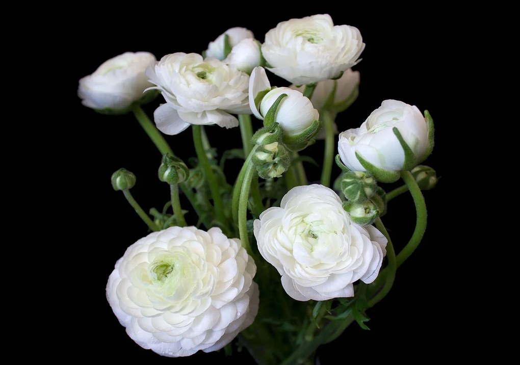 Fotótapéta fehér Ranunculus fekete alapon Elegancia 200x140 +ragasztó