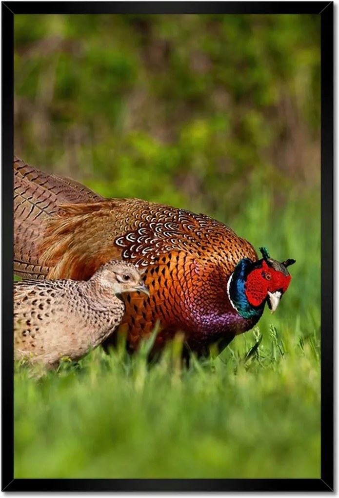 Poszterek keretben 40x60 Fácán család Madarak