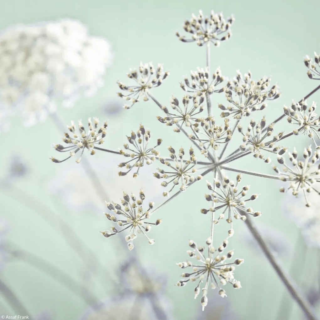 Poszter 20x20cm Tehénpetrezselyem virág, Assaf Frank