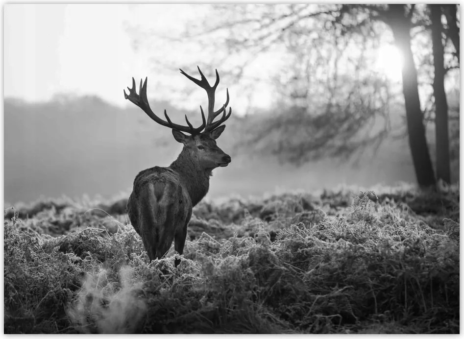 Nem szőtt tapéták 254x184 Szarvas a nyomban