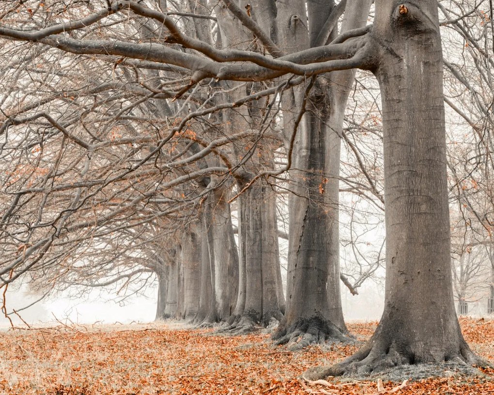 Poszter 50x40cm Fák egy sorban narancssárga levelek, Assaf Frank