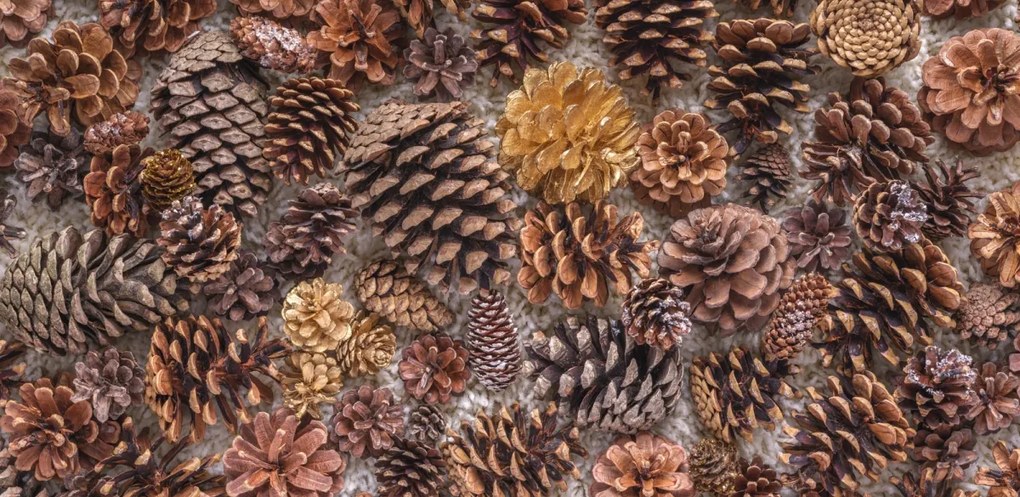 Poszter 91,3x44,5cm Fenyőtobozok, Assaf Frank