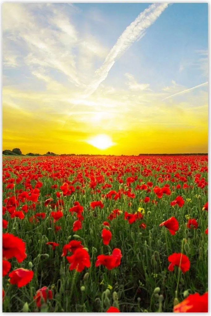 Poszterek 80x120 Pipacsmező nyugattal