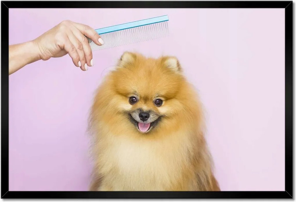 Poszterek keretben 60x40 Kutyaszőr fésülés