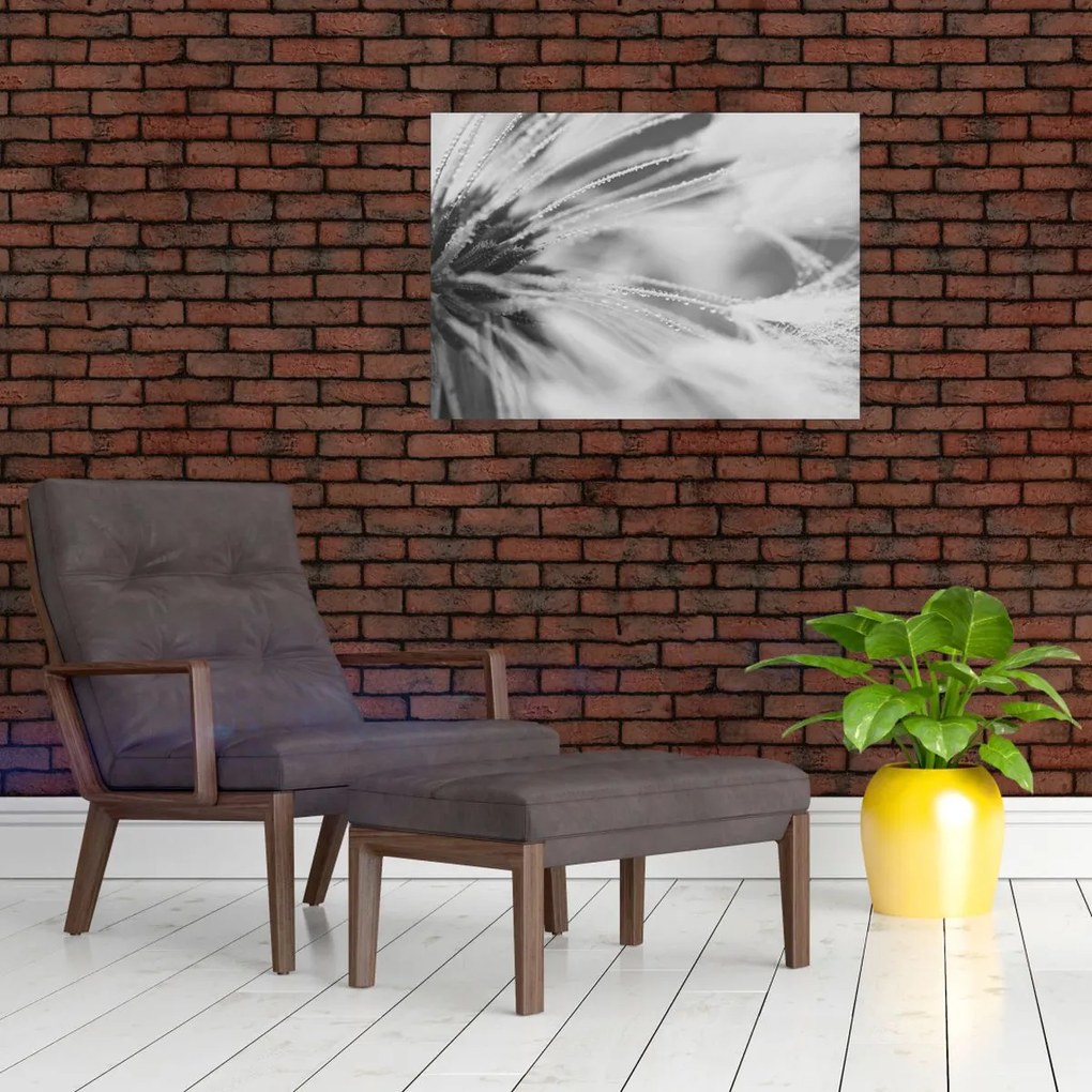 Üveg kép - Pitypang (70x50 cm)