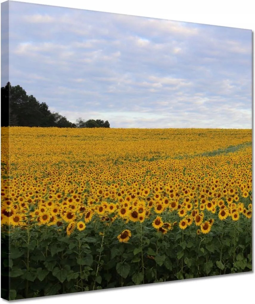 Vászonkép 30x30 Napraforgó mező