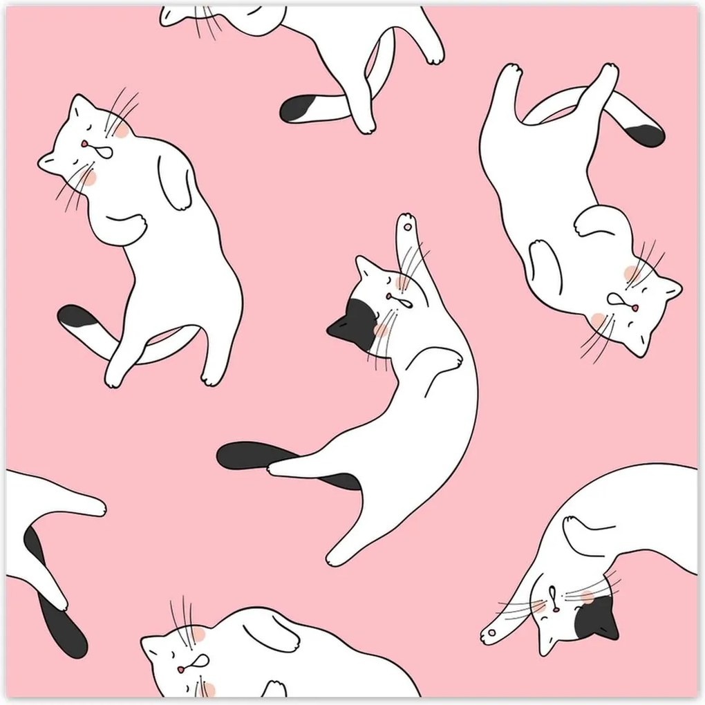 Poszterek 70x70 Cica Cicák Macskák