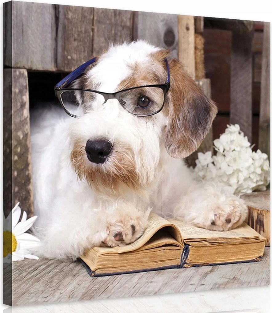 Vászonkép 40x40 Olvasó Kutya Virágok és Tudás Bájos akcentus a szobába
