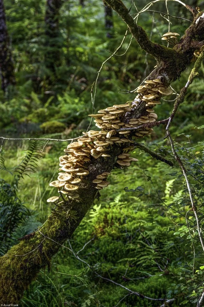 Poszter 20x30cm Gomba a fán, Assaf Frank
