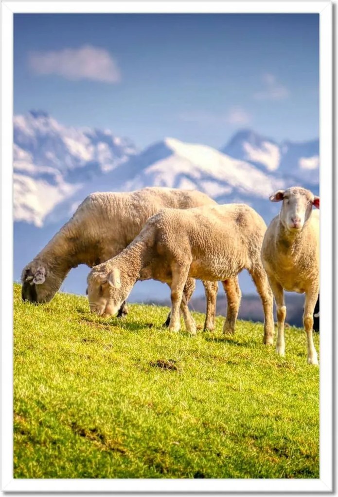 Poszterek keretben 40x60 Juh legeltetés Bárányok