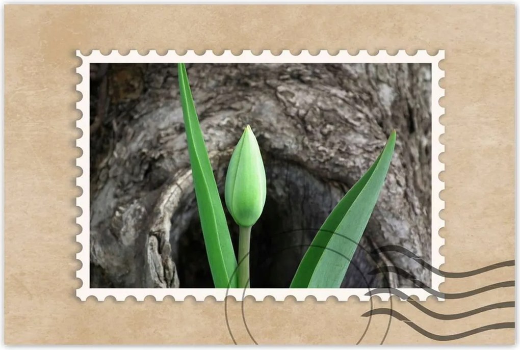 Poszterek 60x40 Zöld tulipán