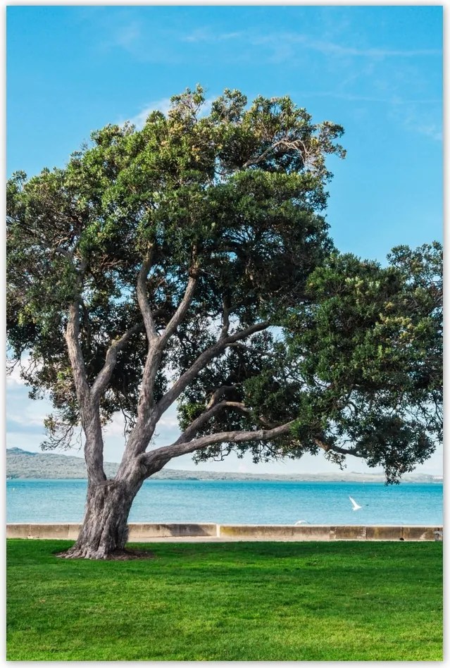 Poszterek 60x90 Magányos fa