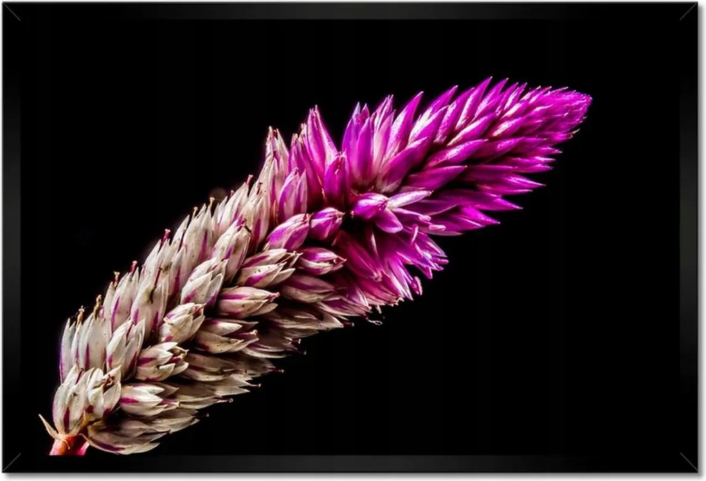 Poszterek keretben 60x40 Lila