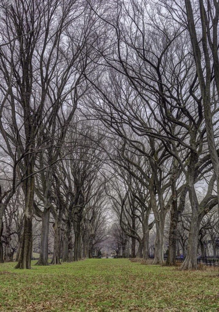 Poszter 70x100cm Fasorok a Central Parkban, Assaf Frank