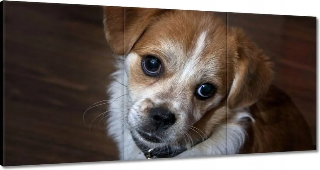 Festmények 120x60 Kutya