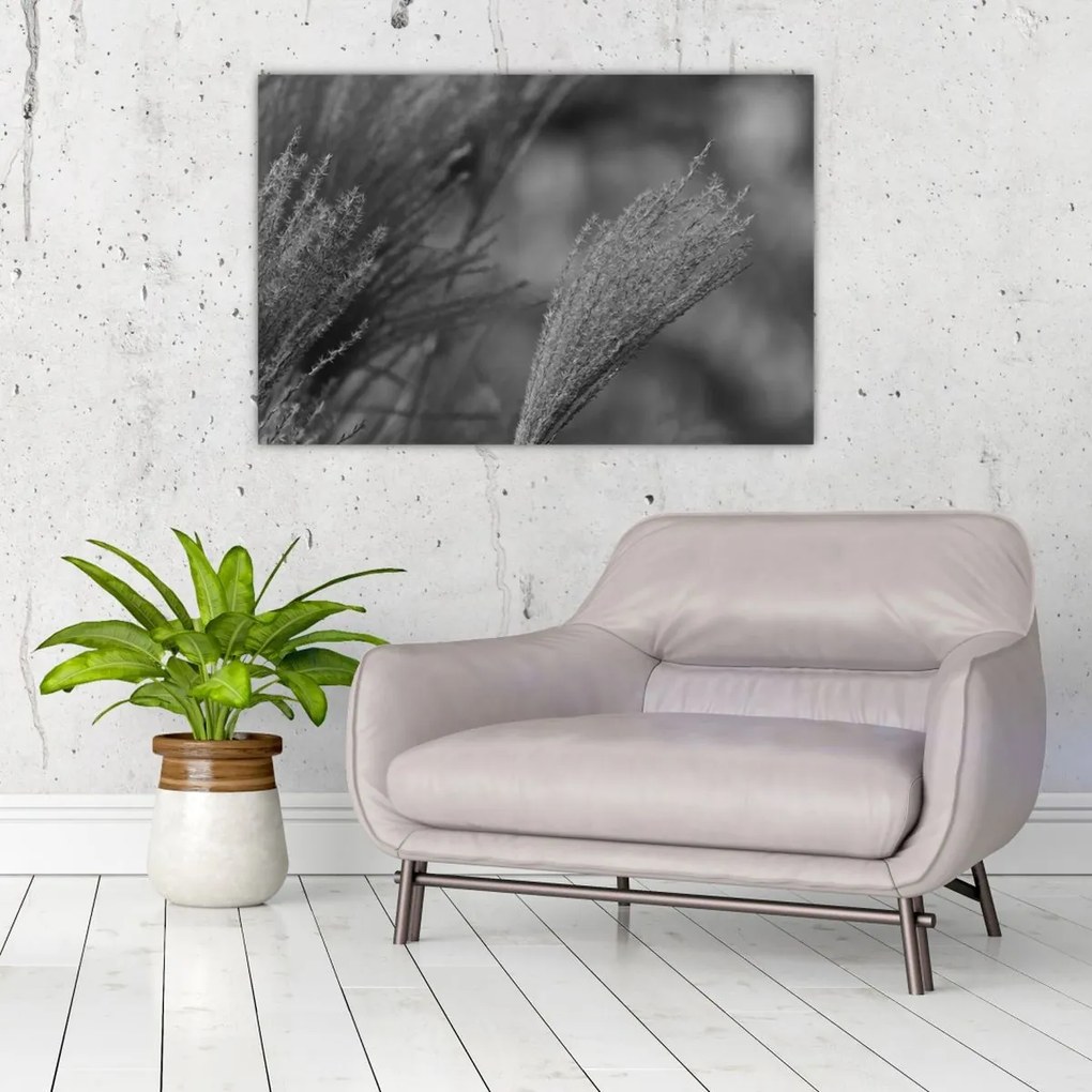 Kép - Szárított pampafű (90x60 cm)