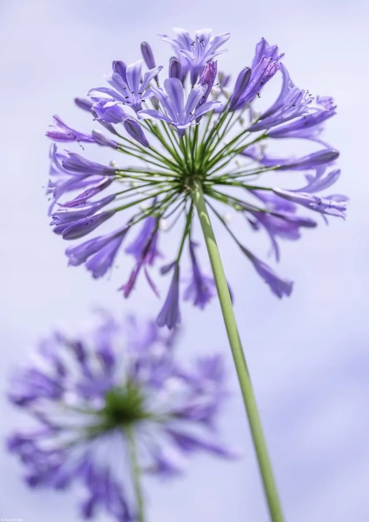 Poszter 29,7x42cm Afrikai liliom virágok, Assaf Frank