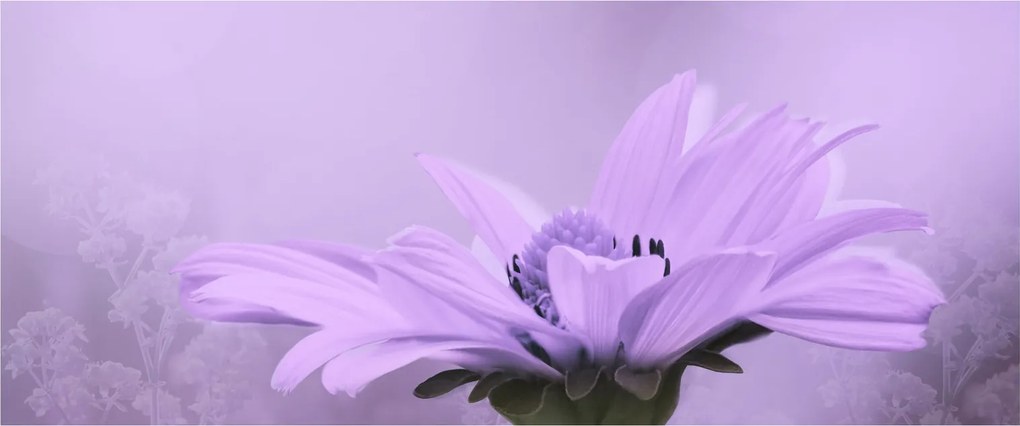 Kép - Ibolya virág (120x50 cm)