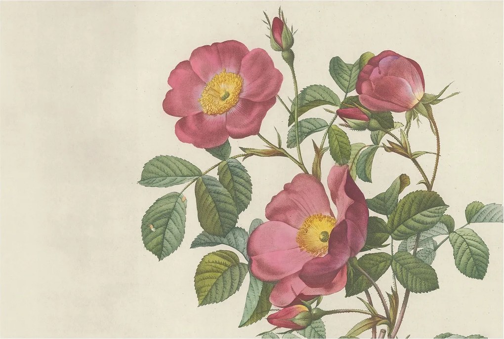 Fotótapéta Flizelina Nappali és Hálószoba Irodába Rózsa motívum 104x70 Ragasztó