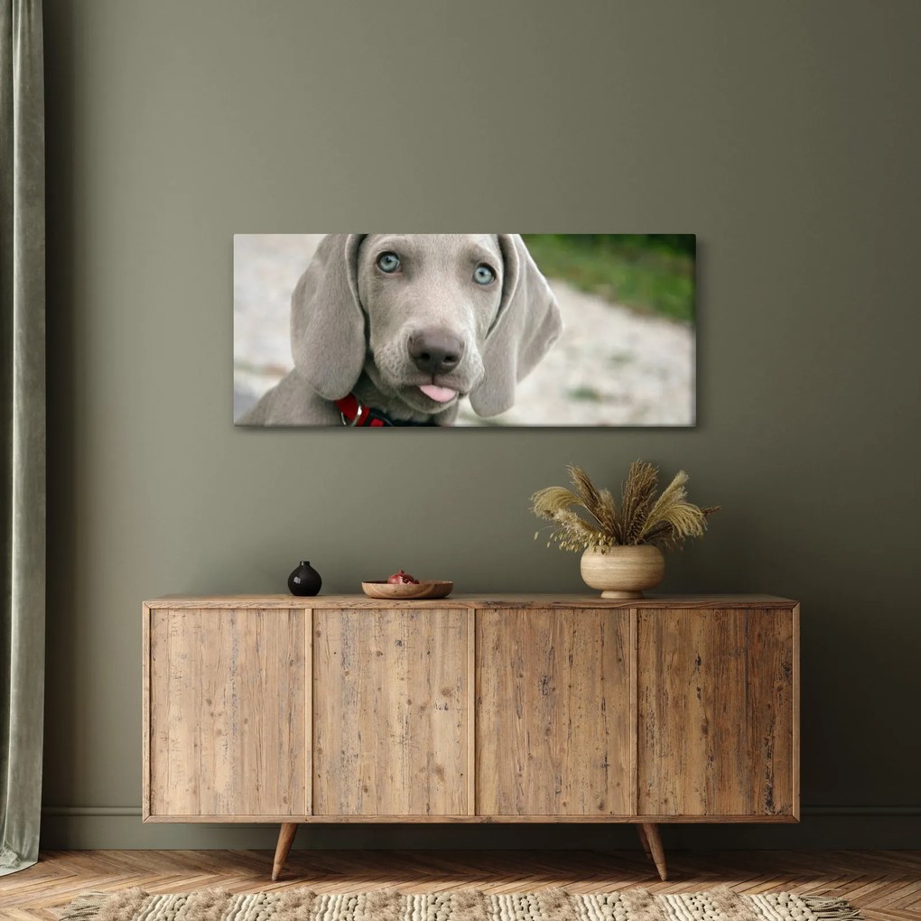 Kép - weimaraner kölyökkutya (120x50 cm)