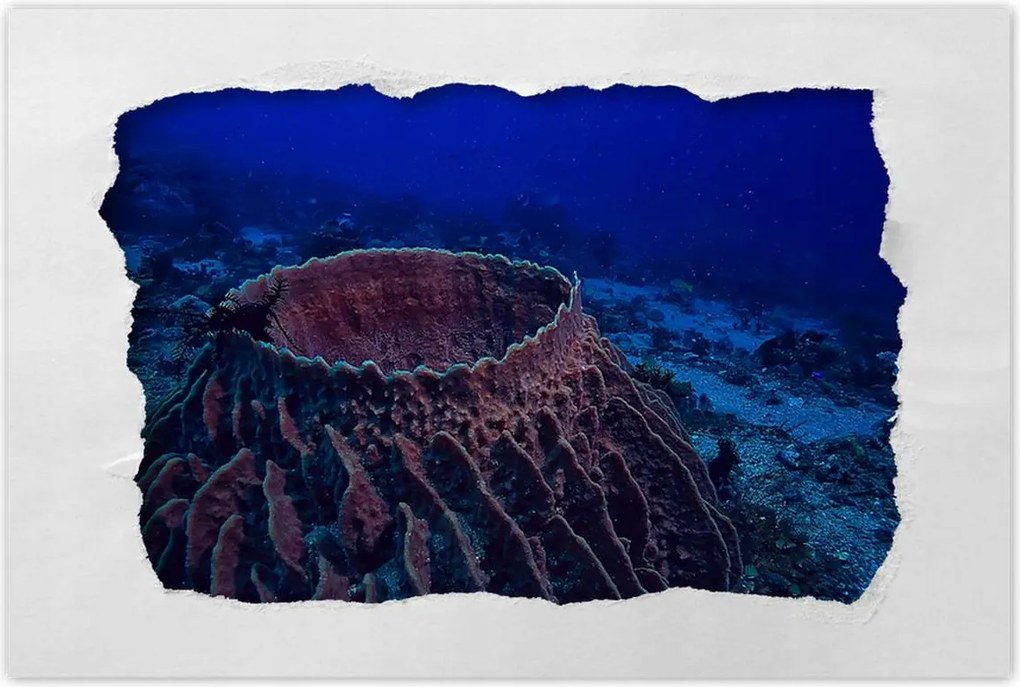 Poszterek 90x60 Víz alatti tengeri élet