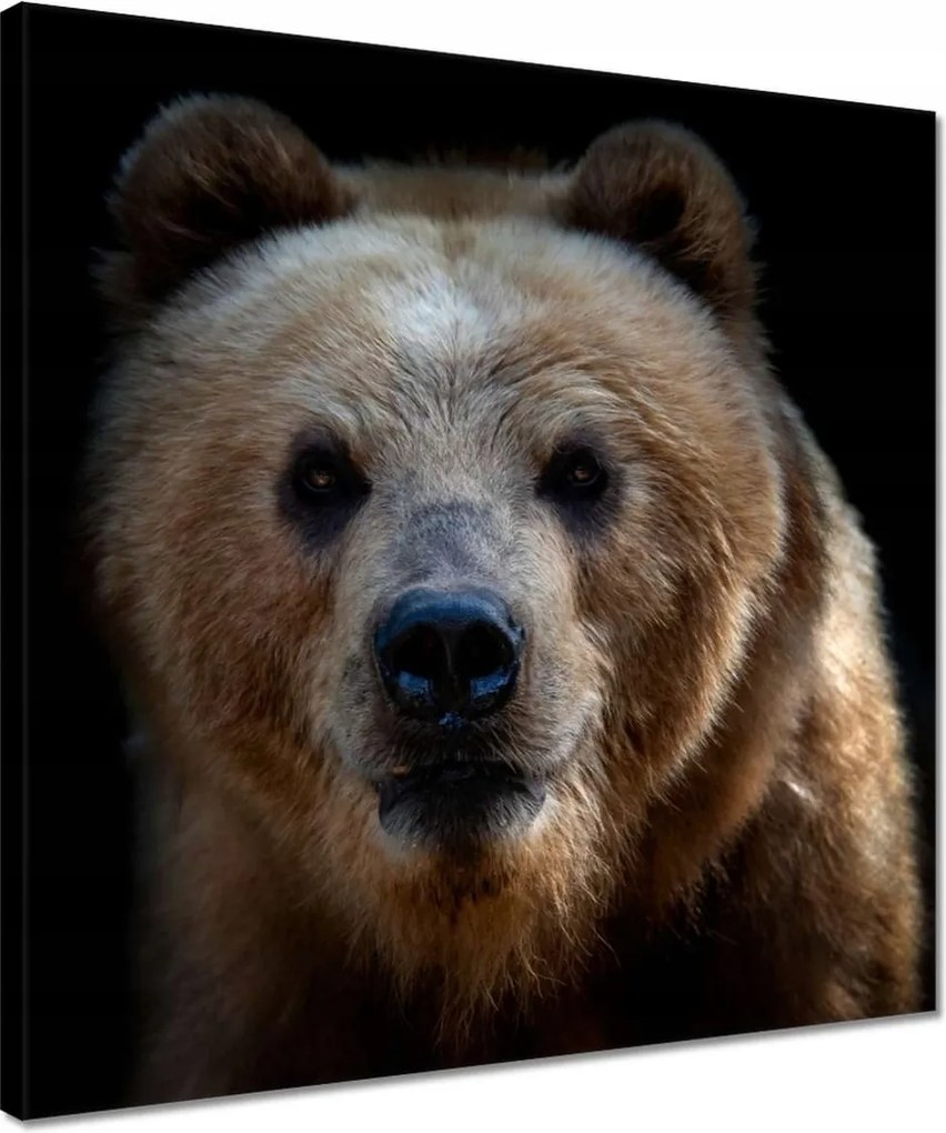 Vászonkép 40x40 Kilátás a medvére