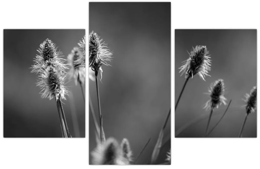 Kép - Bézs színű puha fű N⁰2 (90x60 cm)