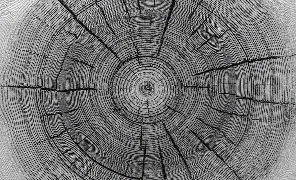 Divatos Flizelin tapéta 3D ragasztóval Fali Erdei harmónia 416x254 Ragasztó