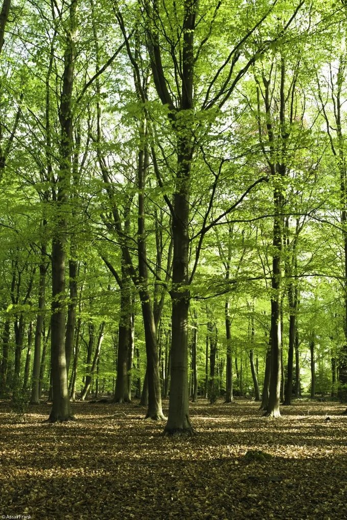 Poszter 20x30cm Tavaszi erdő