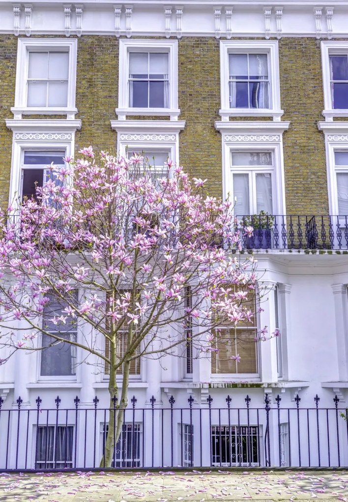 Poszter 68x98cm Magnóliafa a londoni ház előtt, Assaf Frank