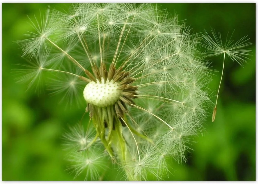 Poszterek 100x70 Pitypang Virág Virágok