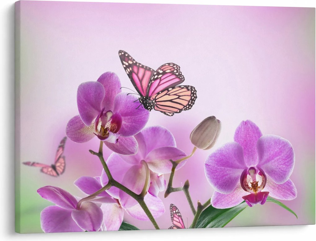 Kép - Pillangó orchidea virágon, lila (70x50 cm)