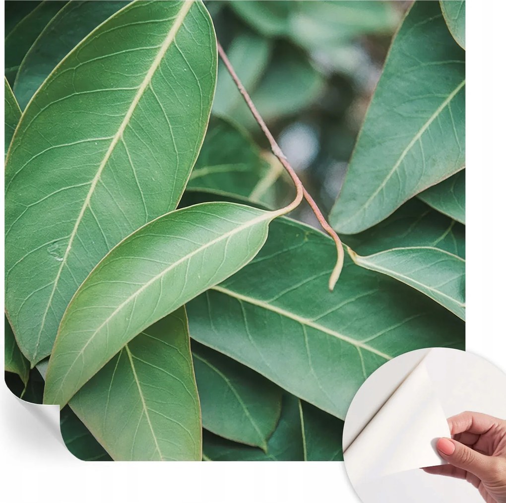 Design fali fotótapéta öntapadós zöld levelek 250x250 cm