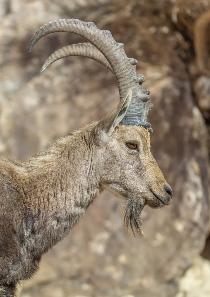 Poszter 29,7x42cm Nubiana Ibex 6, Assaf Frank