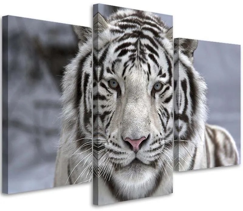 Gario Vászonkép Fehér tigris télen - 3 részes Méret: 150 x 100 cm