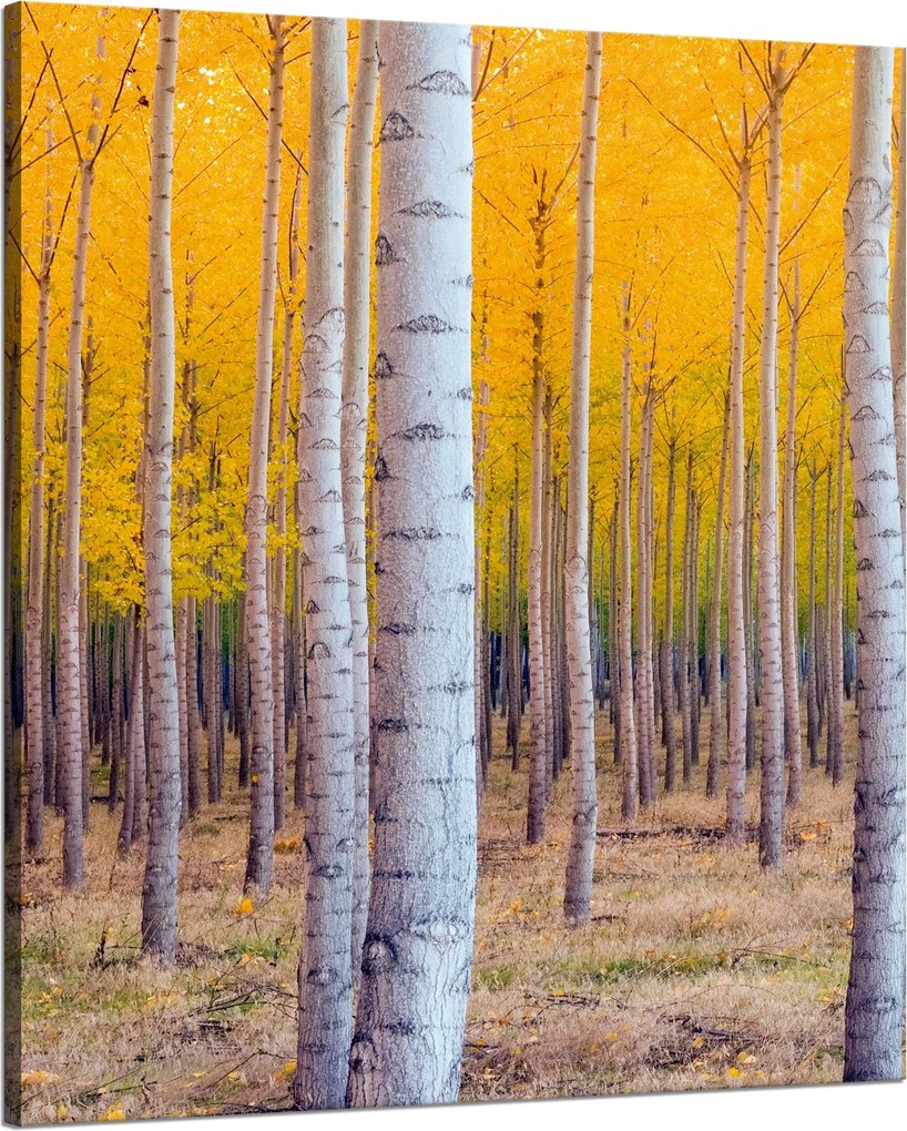 Nyírfa Ősz Sárga levelek vászonkép 80x100 cm