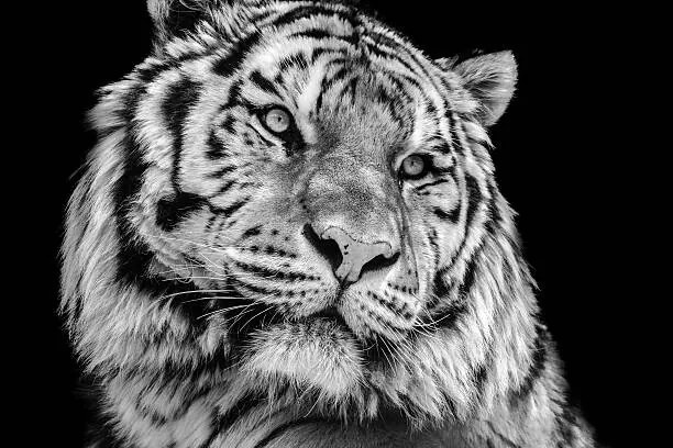 Fotográfia Powerful high contrast black and white tiger face, Kagenmi