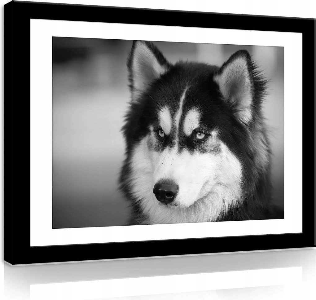 Vászonkép 60x40 Husky kutya portré fekete-fehér állat szőrme tekintet