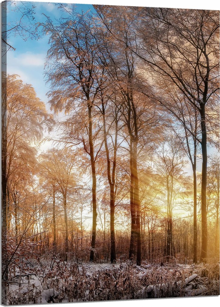 Vászonkép Fák Tél Felkelő Nap 50x70 cm