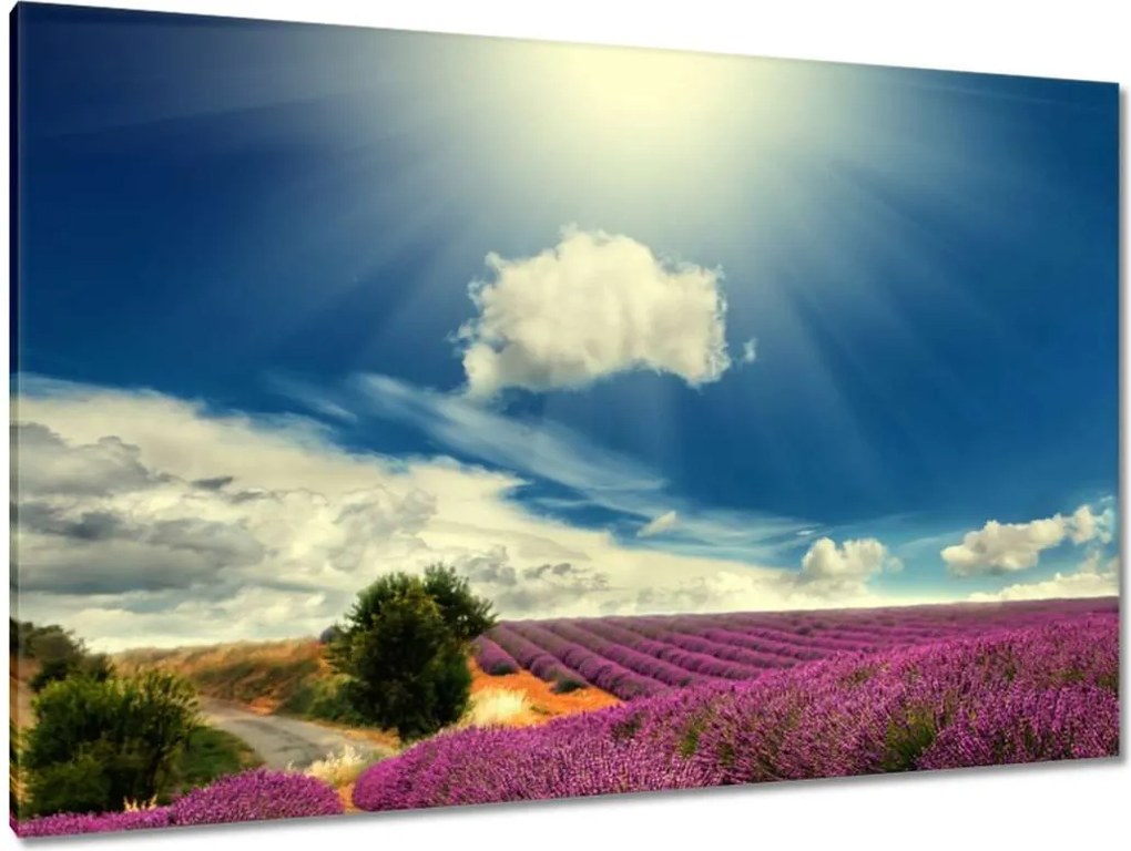 Vászonkép 120x80 Levendulamező