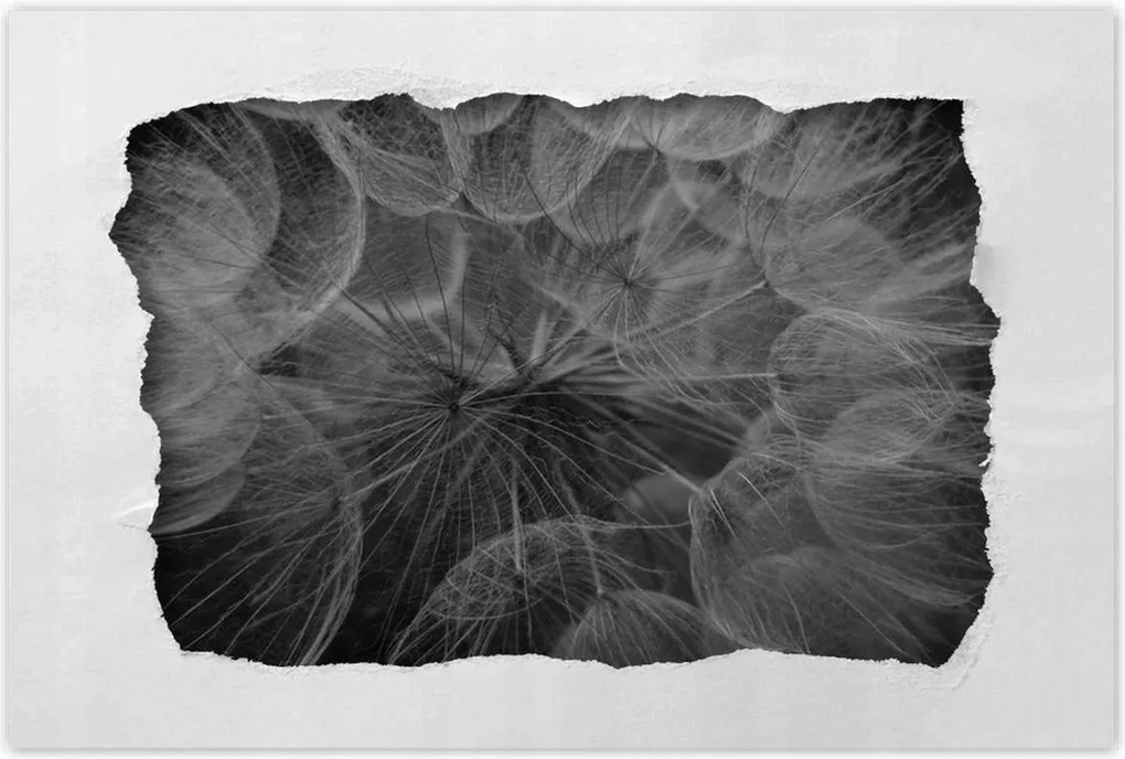 Poszterek 120x80 Pitypang Virág Virágok