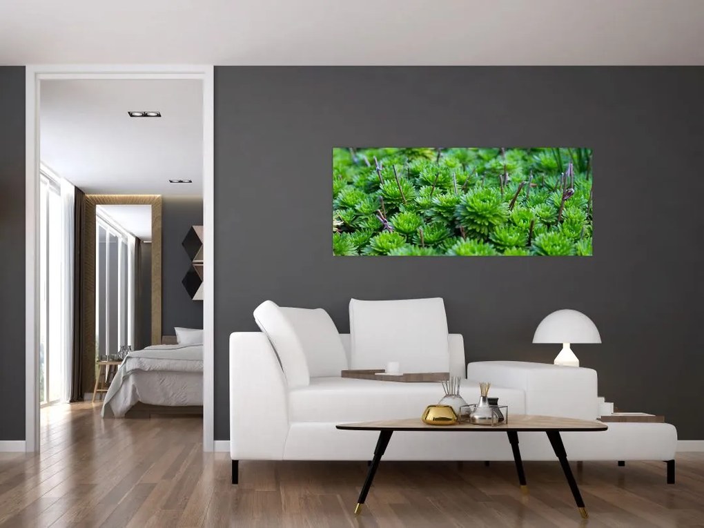 A pozsgás növények képe (120x50 cm)