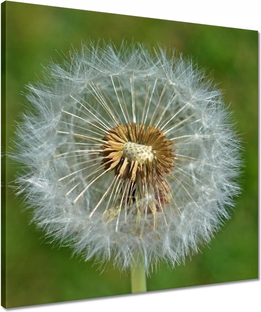 Vászonkép 50x50 Pitypang Virág Virágok