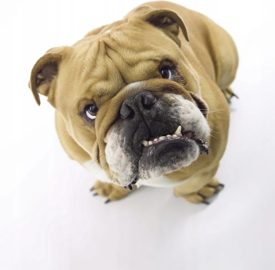 Poszter 40x50cm Brit bulldog fehér alapon 2, Assaf Frank