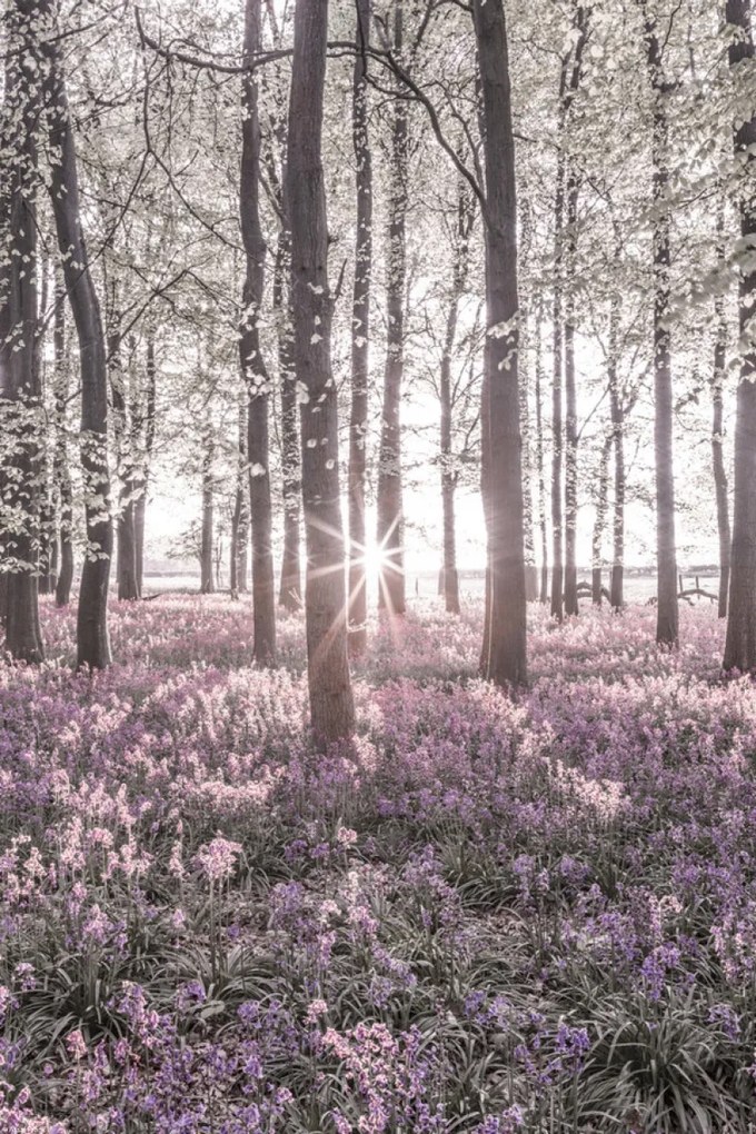 Poszter 30x45cm Bluebell erdő tavasszal naplementekor, Assaf Frank